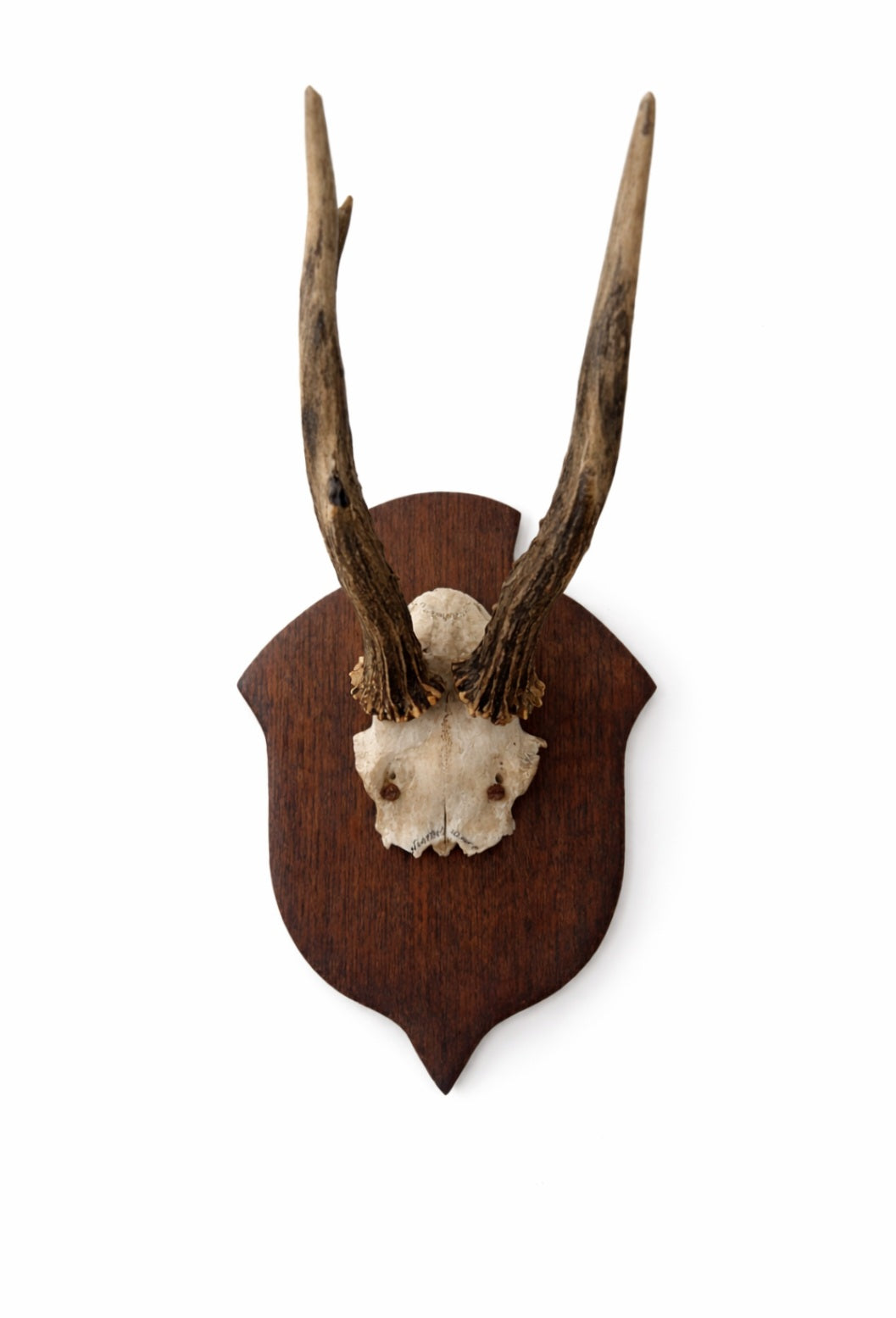 Vintage European Roe Deer Skull on Wooden Shield (B)