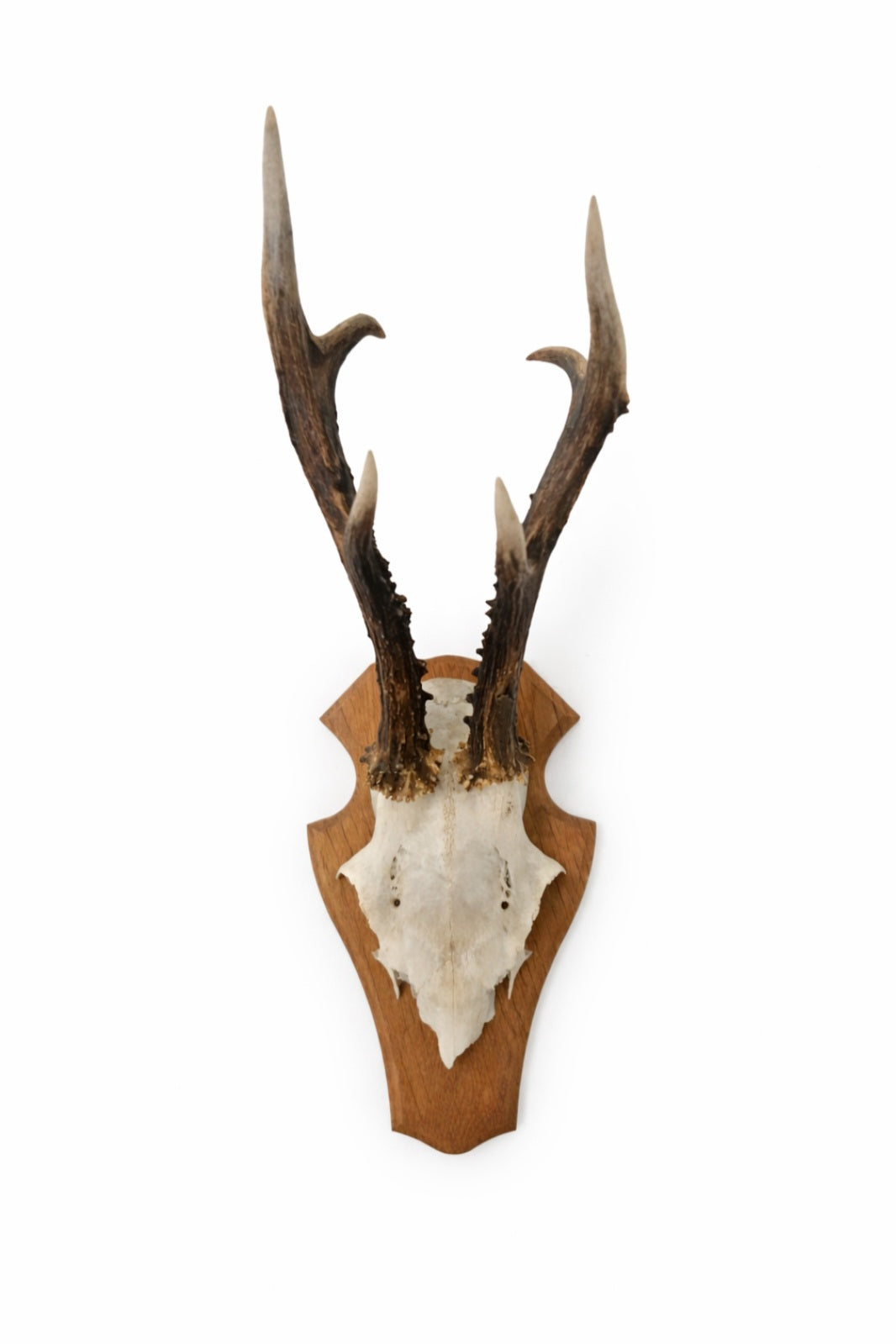 Vintage European Roe Deer Skull on Wooden Shield