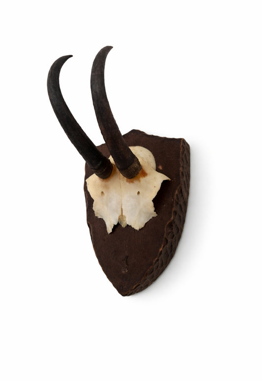 Pair of Vintage European Alpine Chamois Horns on Carved Shield