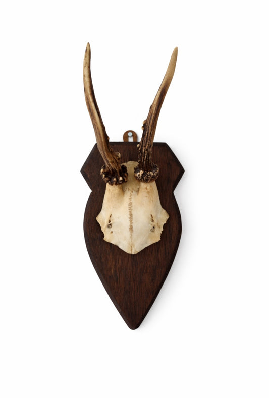 Vintage European Roe Deer Skull on Wooden Shield (C)