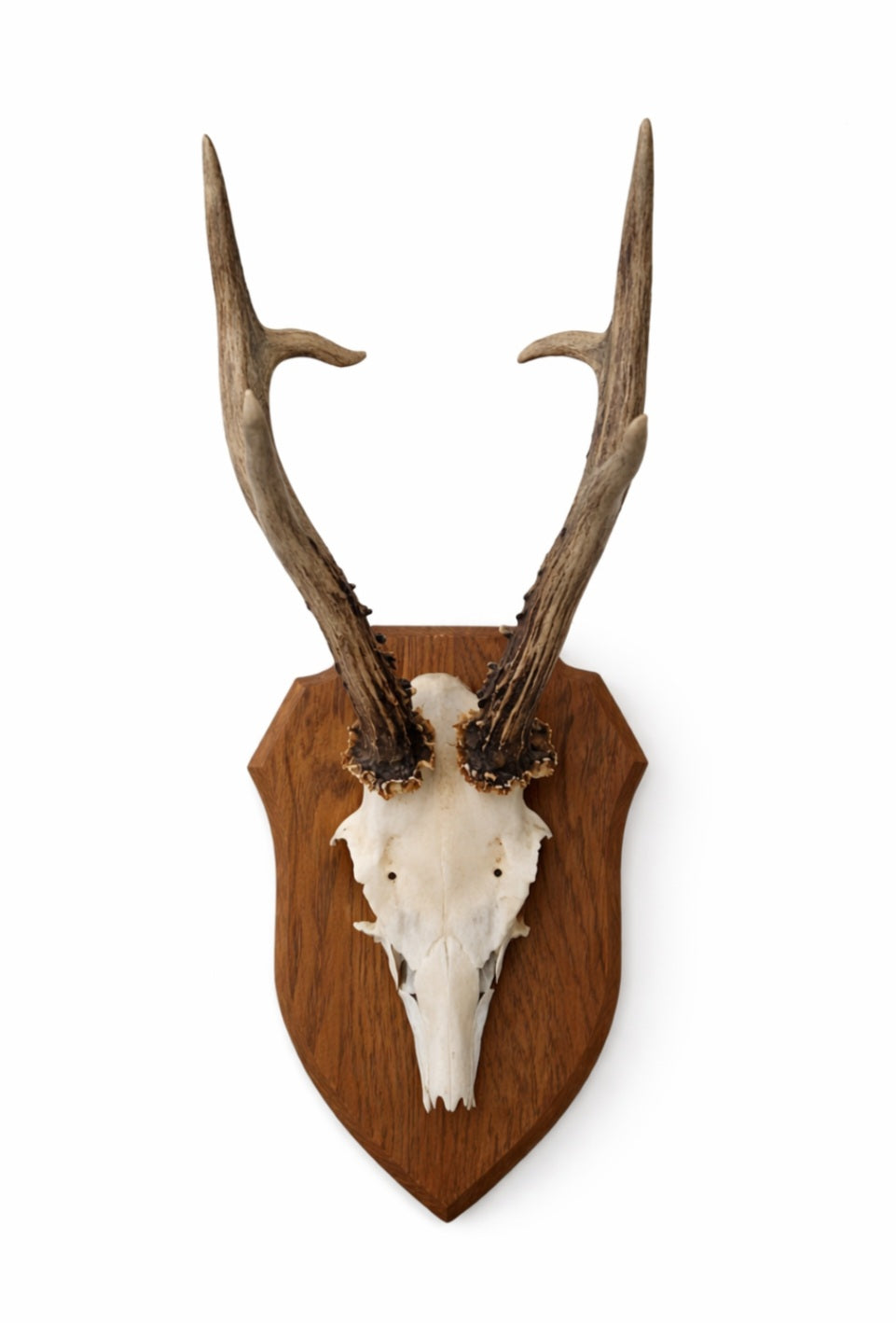 Large Vintage 3 Point Roe Deer Skull on Timber Shield