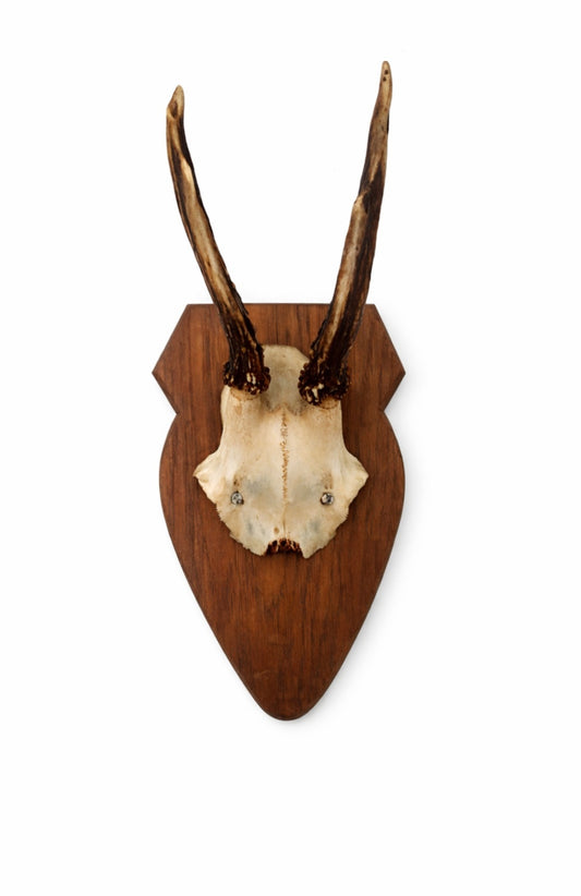 Vintage European Roe Deer Skull on Wooden Shield (D)