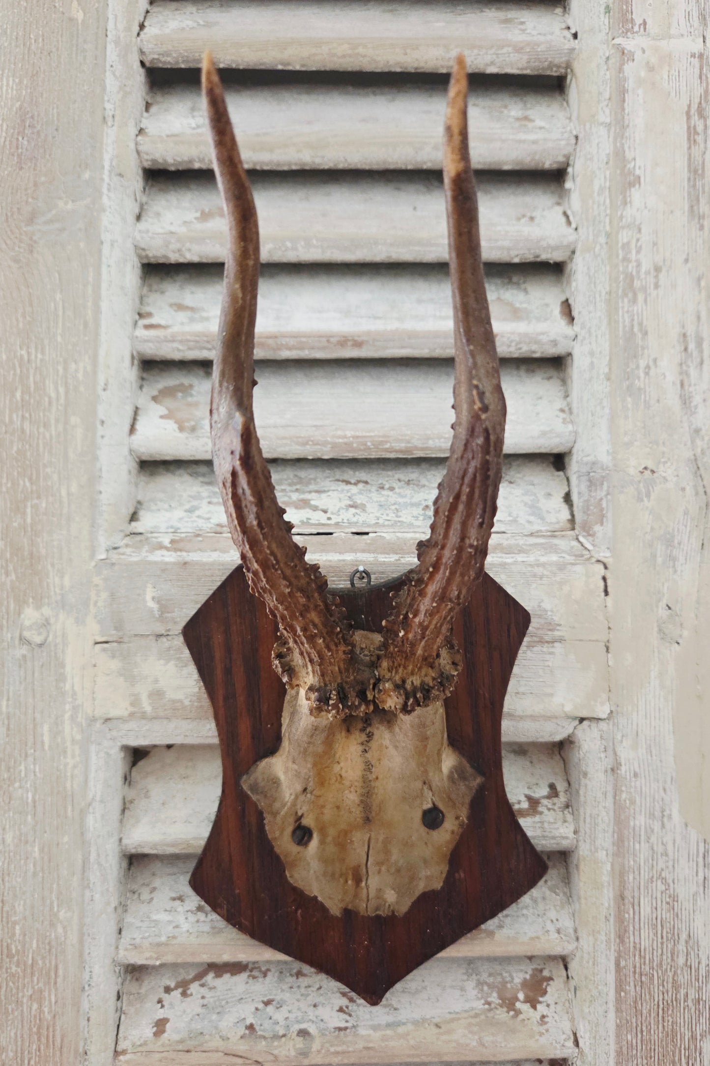 Smaller Antique Roe Deer Skull on Wooden Shield