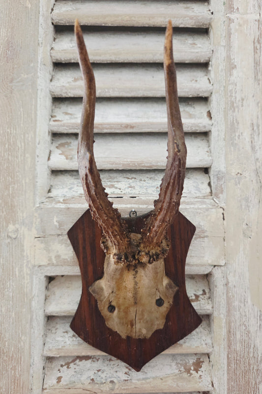 Smaller Antique Roe Deer Skull on Wooden Shield