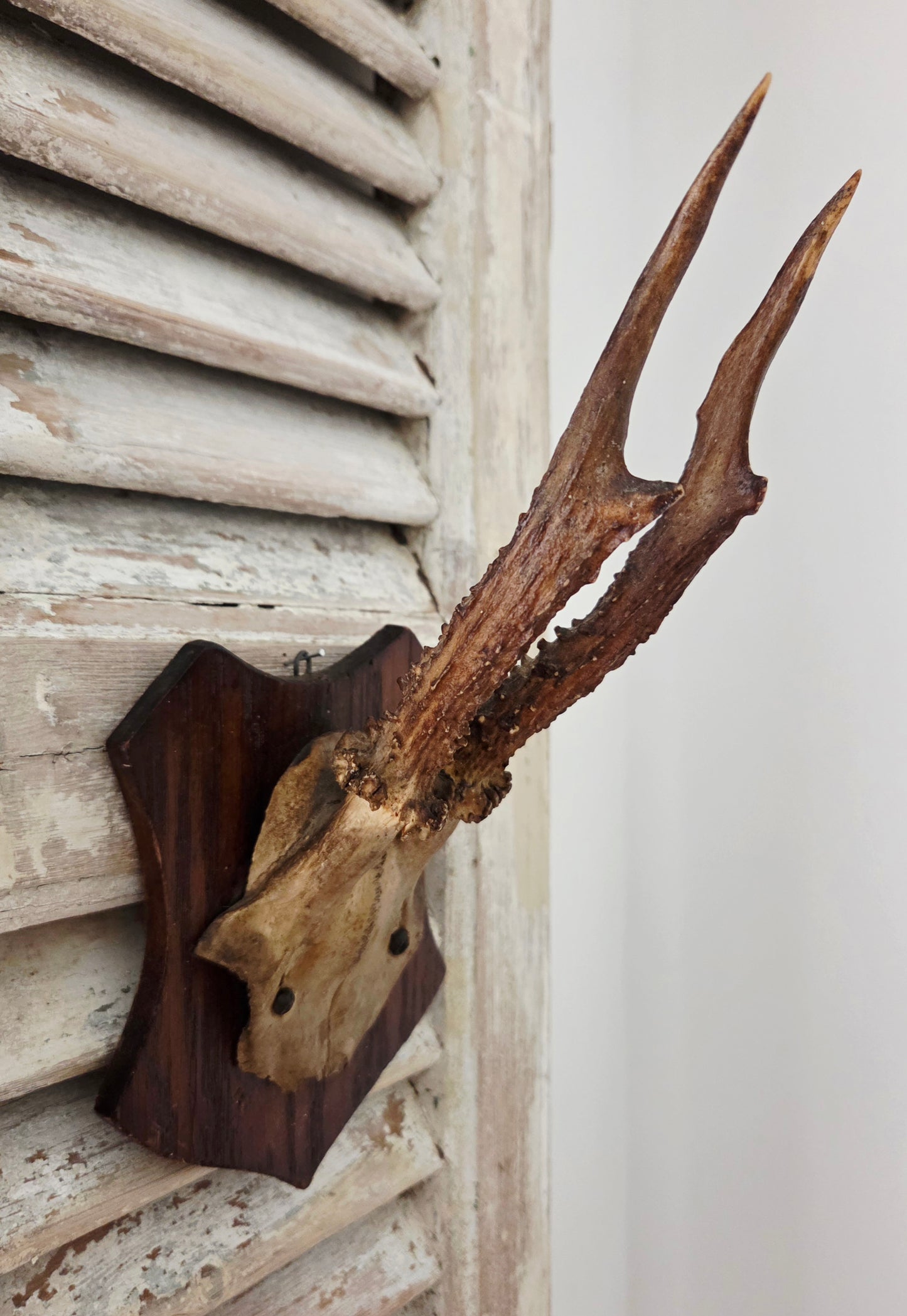 Smaller Antique Roe Deer Skull on Wooden Shield